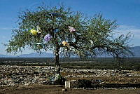 AEDLM01 Tamaulipas, México.jpg