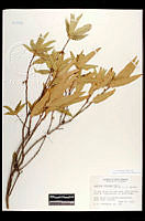 102090 Quercus viminea.jpg