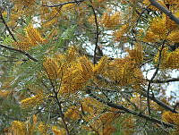 CGL1131 Grevillea robusta.jpg