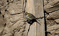 IE003 0086 Setophaga coronata.jpg