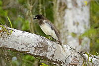 JHC0170 Cyanocorax morio.jpg