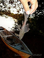 BGR036 Pterygoplichthys pardalis.jpg