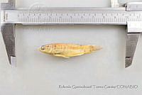 RQTG1024 Fundulus grandis.jpg