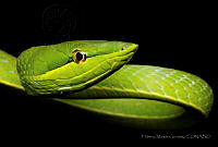 FMG06 Oxybelis fulgidus.jpg