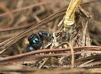MN6PG0395 Phidippus regius.jpg