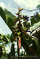 2267 Heliconia latispatha.jpg