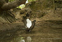 MASM07760 Cairina moschata.jpg