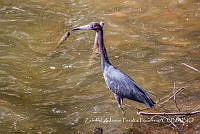 ZAPF0052 Egretta caerulea.jpg