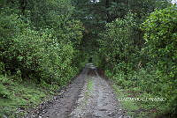 3R 01240 Camino ruderal.jpg