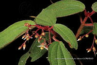 Huitz 2061 Miconia moorei Wurdack.jpg