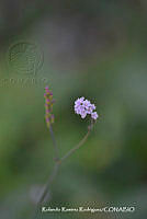 RRR0108 Boerhavia erecta.jpg