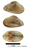 KT014 0209 Caryocorbula otra.JPG