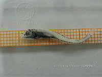 HE009 P 0350 Congriperla parda.jpg