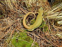 MCS011 Barisia sp..jpg