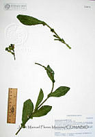 JMFM010  Nicotiana obtusifolia.JPG