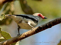 ELC0117 Tityra semifasciata.jpg