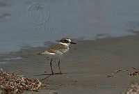 IMDOC1780 Anarhynchus wilsonia.jpg