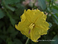 JF140 0113 Solanum rostratum.jpg