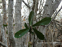 MRG-2018-48 Quadrella indica (MEGA-25ene18-a).JPG