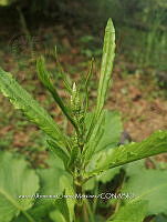 RG016 0593 Rumex crispus.jpg