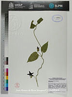 JAdNV0136 Matelea pilosa.JPG
