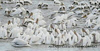AAKVDH 0526 Pelecanus erythrorhynchos.JPG