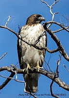 AAKVDH 0676 Buteo jamaicensis.JPG