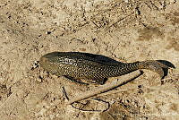 JLMD01 Hypostomus plecostomus.jpg