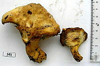 CBA0144 Hydnum albomagnum.JPG