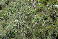 MDLLPG0093 Morkillia mexicana.jpg