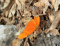 MCS IM0179 Dryas iulia ssp. Moderata.jpg