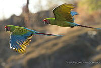 MASM07213 Ara militaris.jpg