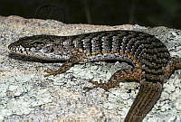 VHL0335 Elgaria paucicarinata.jpg
