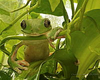 CRI05 Agalychnis dacnicolor.jpg