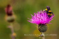 MARM001 Bombus sp..jpg