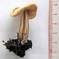 CBA0333 Helvella crispa.JPG