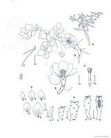 AD0003 Pereskiopsis diguetii.jpg