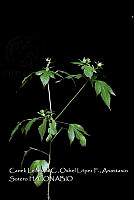 Atleq 0053 Astraea lobata.jpg