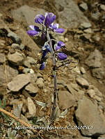 JF092 0457 Lupinus mexicanus.jpg