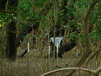 LRGA005 Rhizophora mangle y Avicennia germinans.jpg