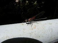 CGL1180 Hetaerina vulnerata.jpg