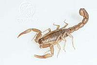 MASM07735 Vaejovis noteno.jpg