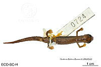 ME006 herp SCLC 0198 Bolitoglossa rufescens - (Cope, 1869).jpg