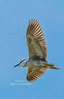 SM0677 Nycticorax nycticorax.jpg