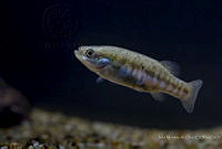 IMDOC2216 Allotoca dugesii.jpg