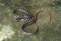 VHL0500 Mastigodryas melanolomus.jpg