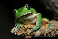 IMDOC0956 Agalychnis dacnicolor.jpg