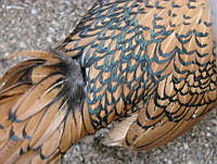 CGL1098 Gallus gallus.jpg