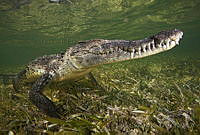 CCK0355 Crocodylus acutus.jpg