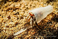 DADLCF01 Decapoda.jpg